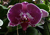 obrázek z galerie 'Phalaenopsis'