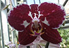 obrázek z galerie 'Phalaenopsis'